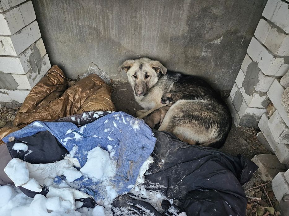 Отдам щенят в добрые руки