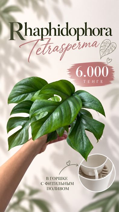 Фикус Рубигиноза Вариегатная
