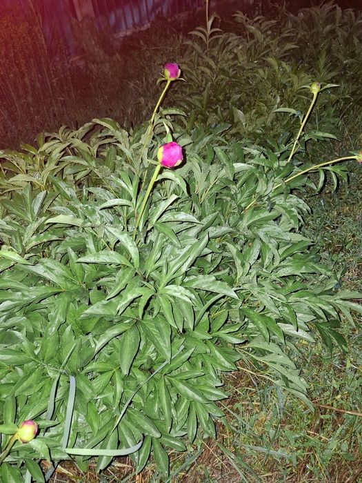 Продам дачу ПК Иссык