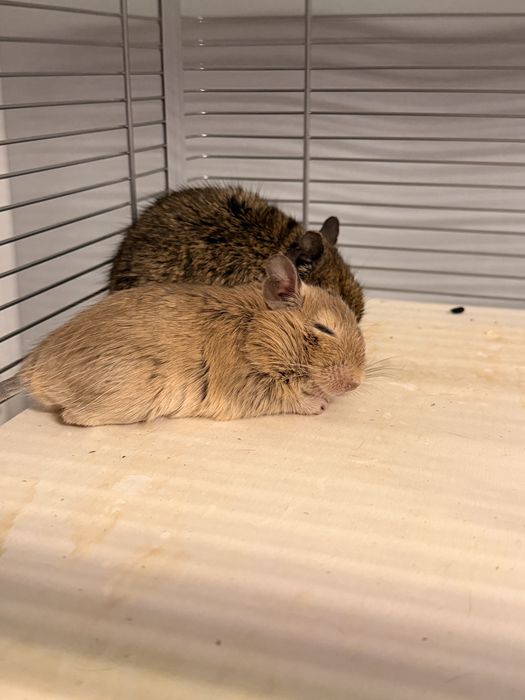 Vând veverițe Degu, împreună cu cușca și accesoriile