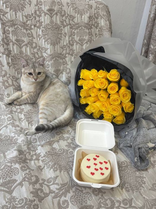 кот 11 месяц.