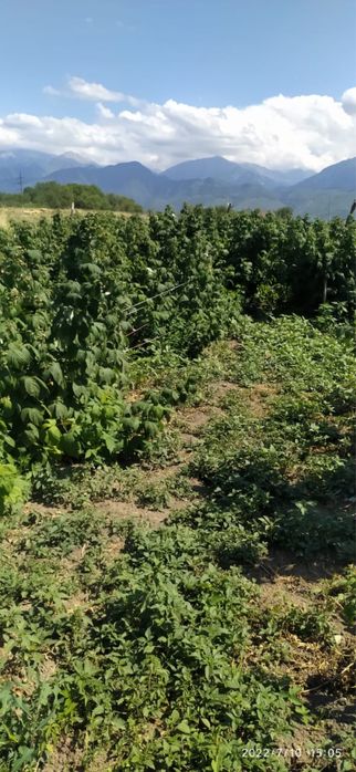 малина полька.