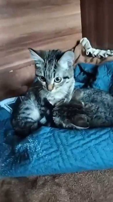 Ищем любящих хозяев!