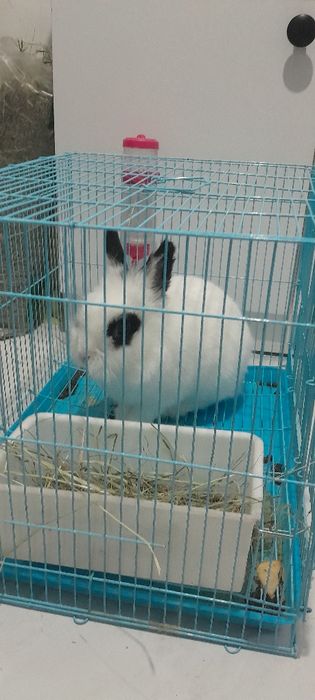 Декоративная кролика продам