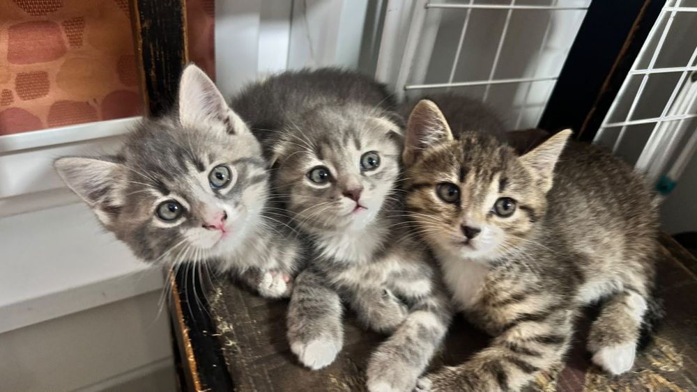 Маленькие три котёнка