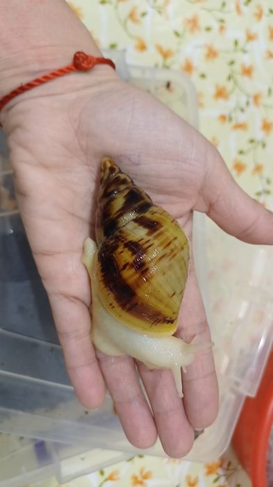 Улитки ахатина ретикулята