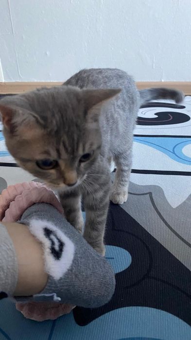 Кошечка 6-8 месяца