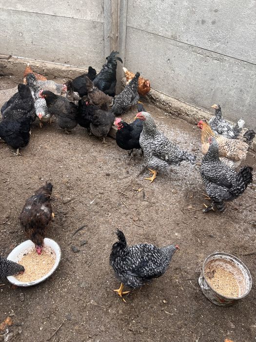 Продам домашних куриц несушек