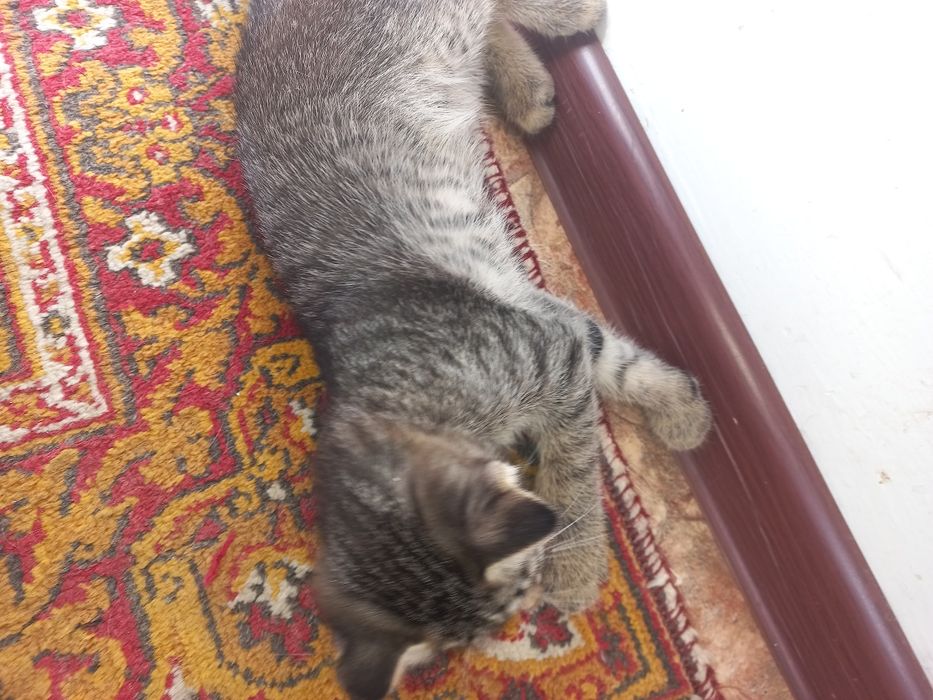 Котята породистые