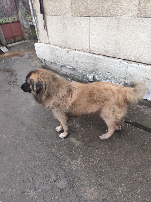 Mascul Ciobanesc caucazian accept și schimb cu alte animale de fermă.