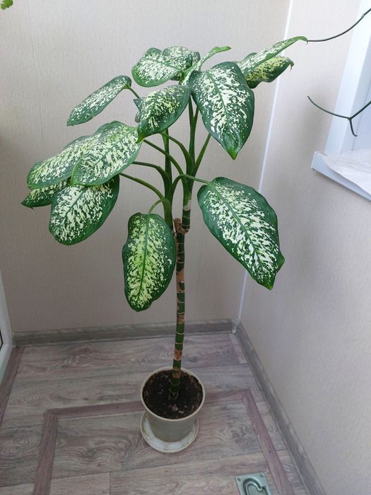 Диффенбахия 1м продам