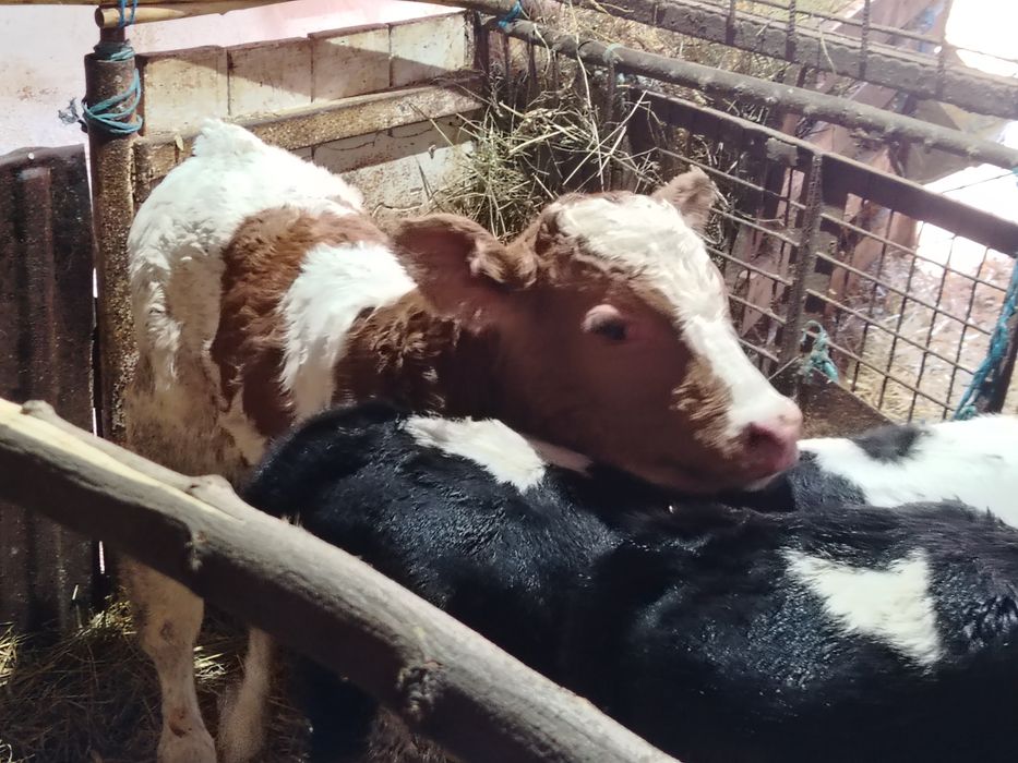 Taurasi înțărcat și de lapte