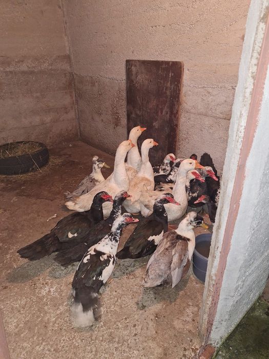 Schimb Gascan lesesc alb