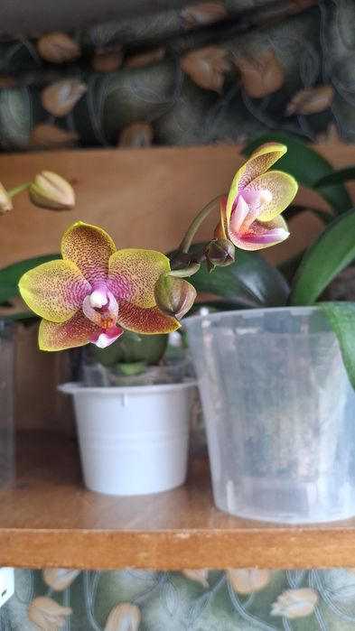 Продам орхидеи азиатские
