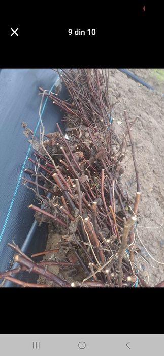 Vind butasi zmeura marvila