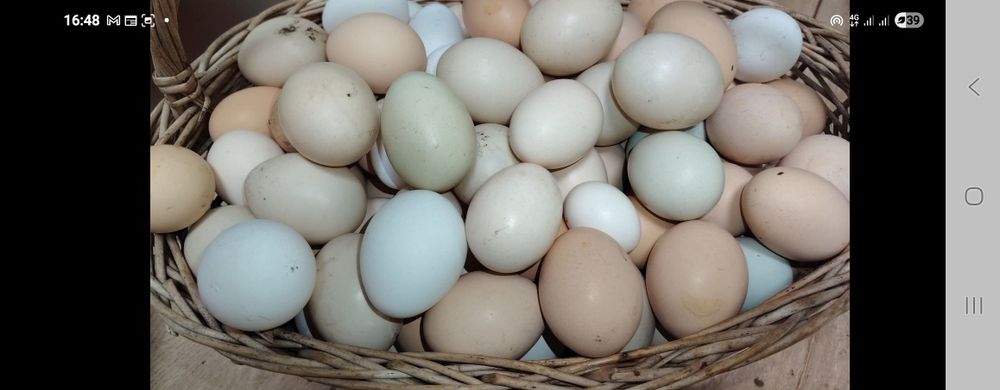 Ouă pentru incubat Australorp Sussex si alte rase de oua