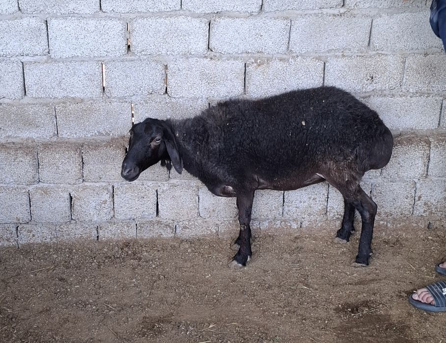 Urg‘ochi qoylar sotiladi