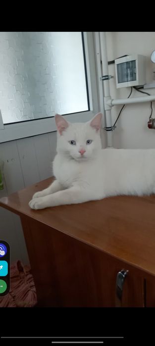 Mushuk sotiladi zotli