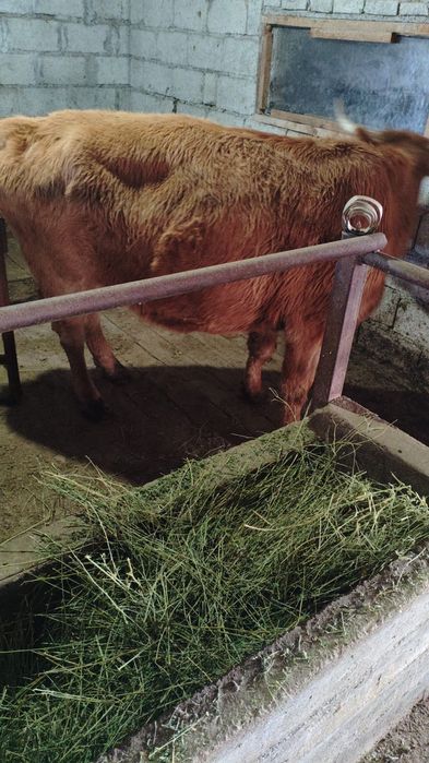 Семыз согымга сиыр