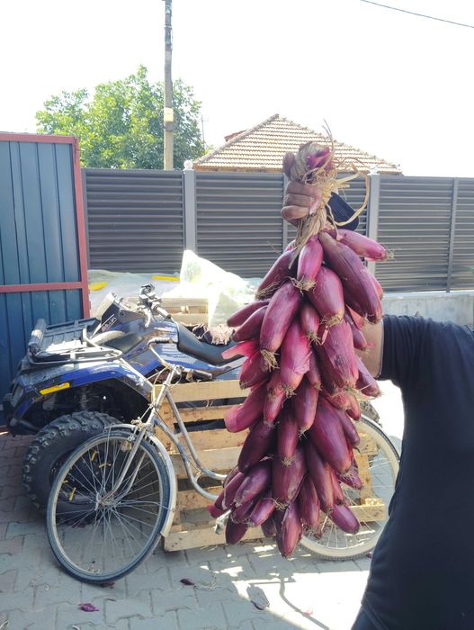 Ceapa roșie de vanzare
