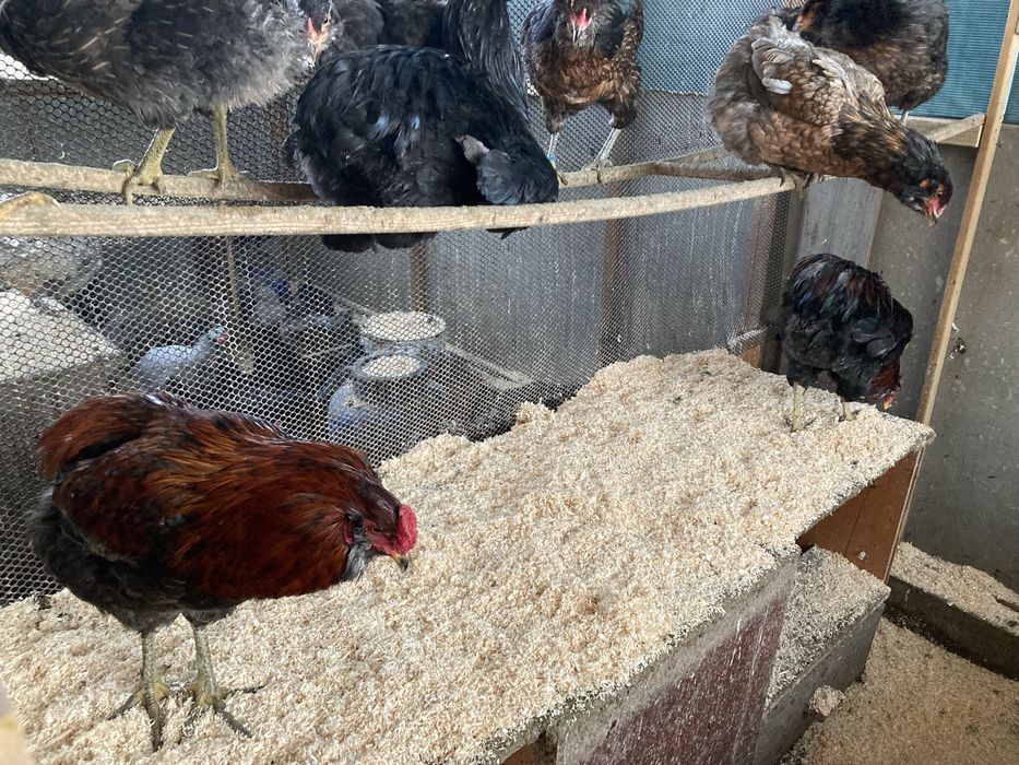 Oua incubat olive egger, australorp, gat golas, rate motate cu polare