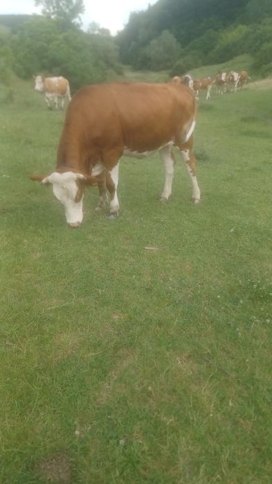 Vind o vaca și o junică