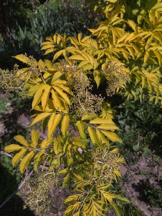 Продается молодой декоративный кутарник