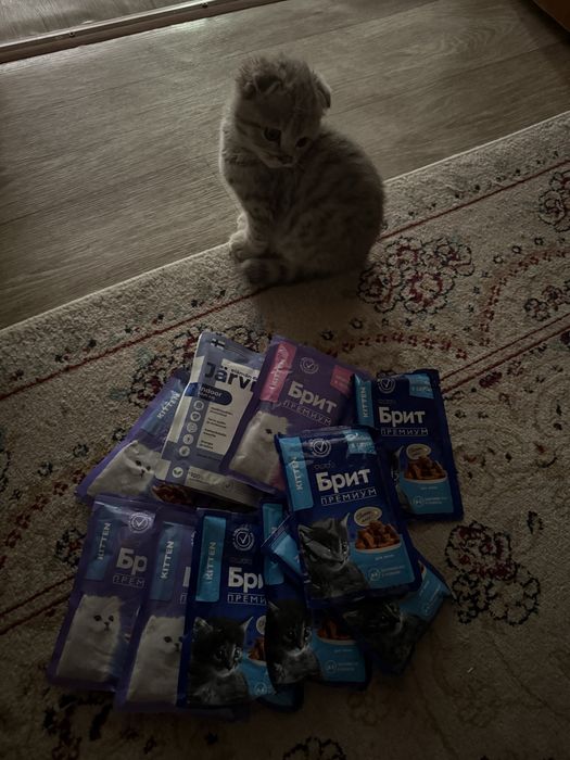 Шотландский котёнок