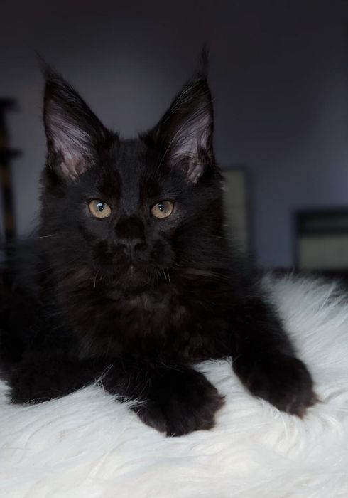 Шикарные котята породы мейн кун!