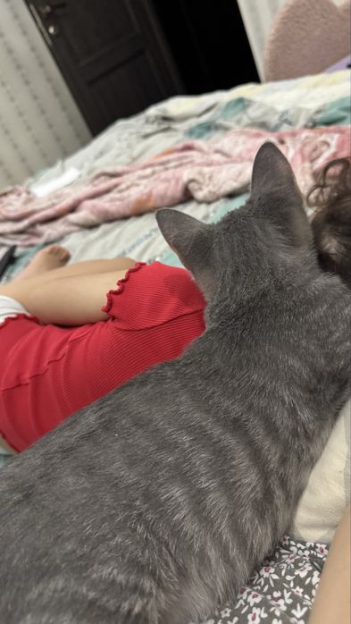 Отдам котенка 5-6 месяцев