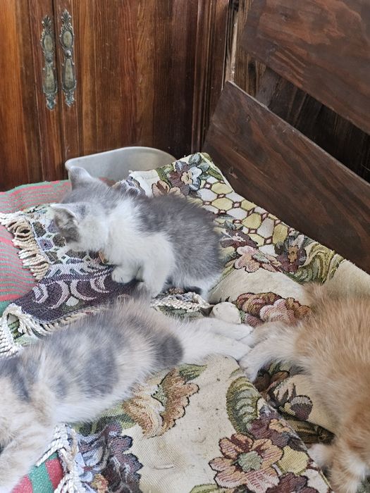 Котята ищат дом в хорошие руки