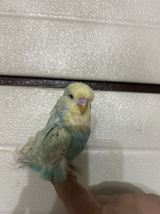 Papagali perusi standard pui si maturi