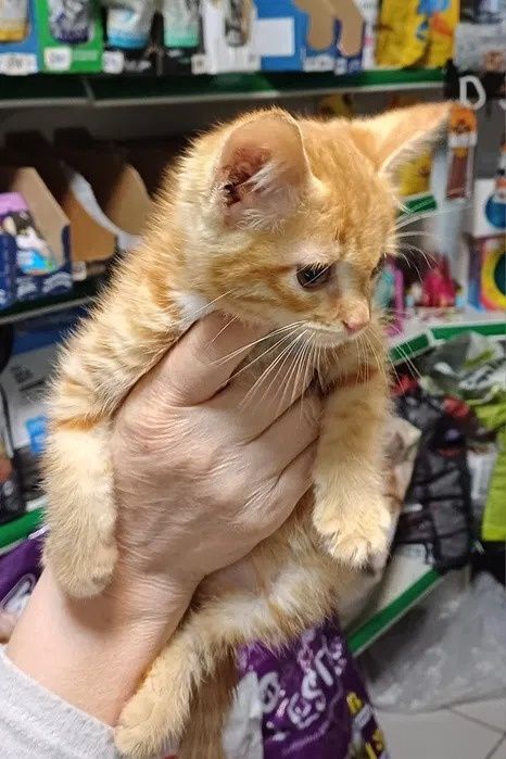Рыжий котёнок - кошечка Глаша - счастье в дом