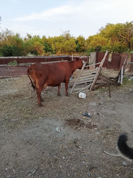 Продам 3 головы коров