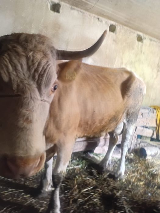 Vacă de vânzare – 5 ani, gestantă în 2 luni – 9.500 lei negociabil