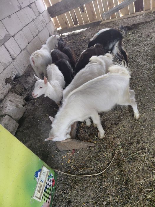 Iezi de vanzare 10 buc