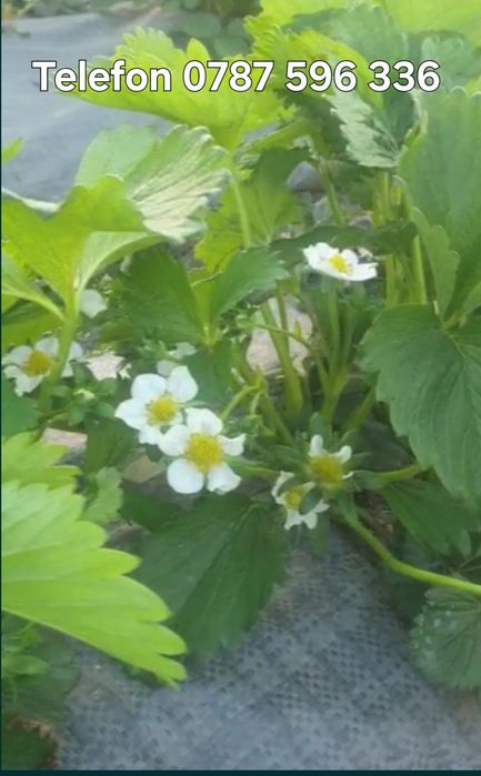 Stoloni/răsad căpșuni