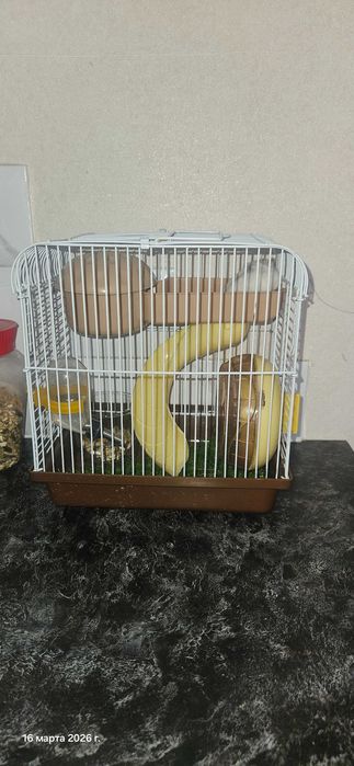 Хомяк вместе с клеткой