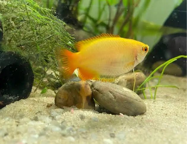 Продам медовых гурами осталось 2х