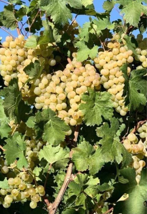 De vanzare struguri de vin