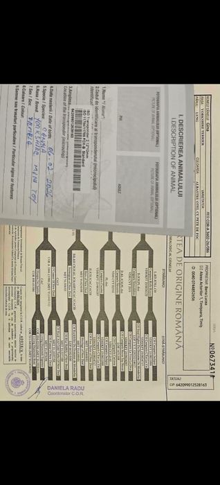 Yorkshire Terrier mini fetita