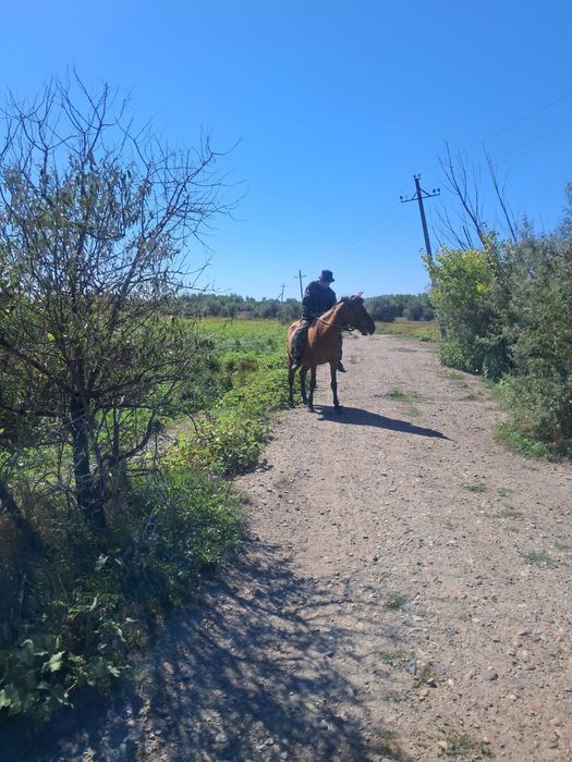 Жуас, Мінгі Бие.