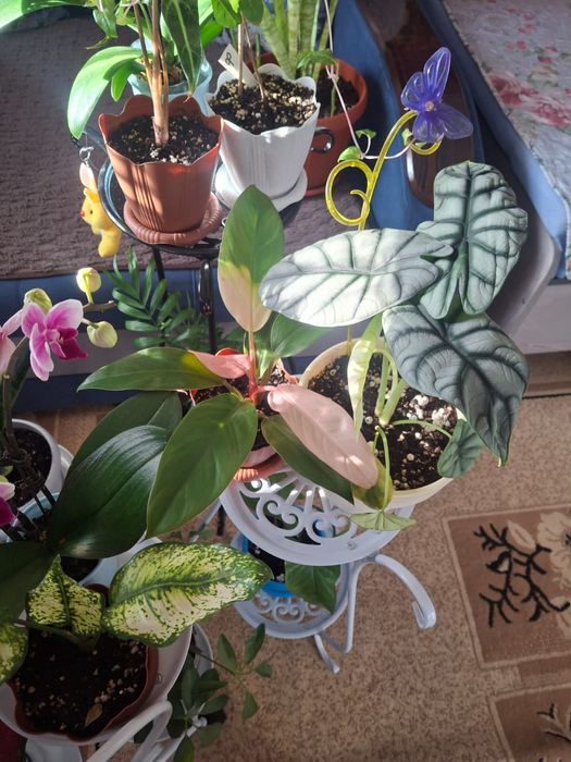 Продам полки для цветов