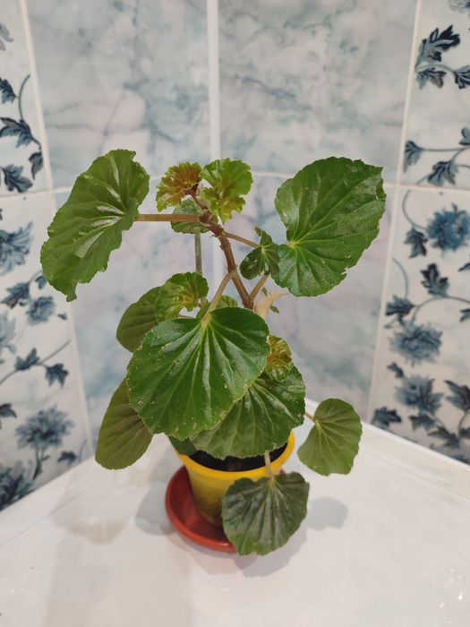 Бегонии цветущие