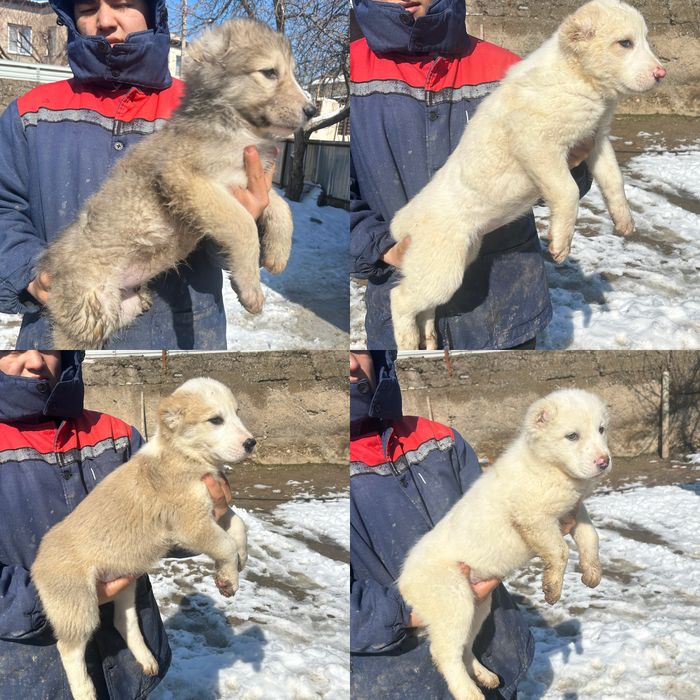 Щенята алабая  (САО,волкодав)