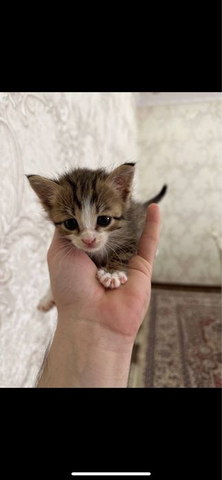 Отдам в хорошие руки бесплатно