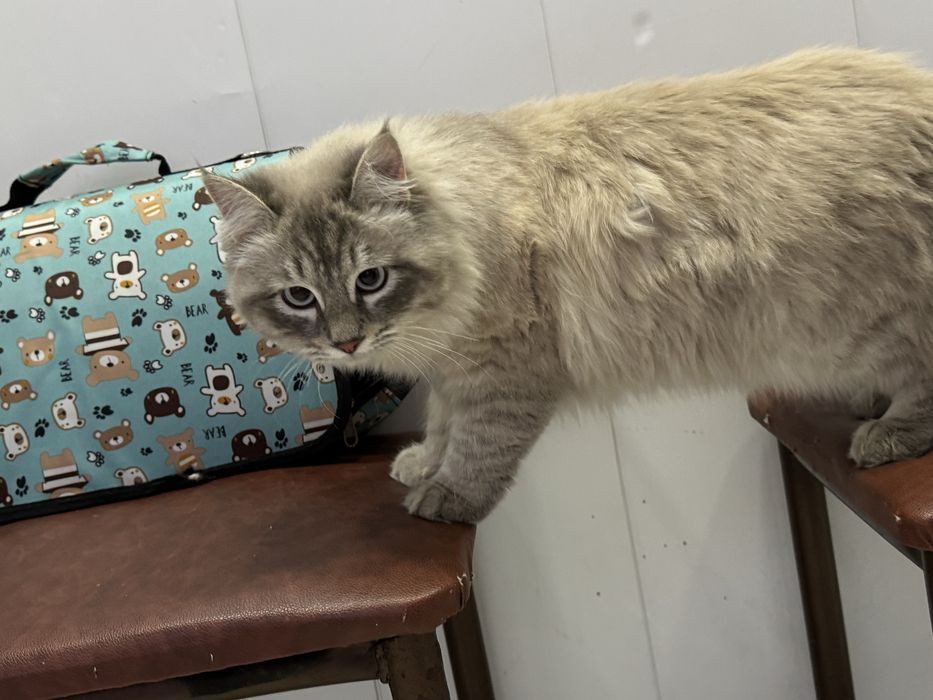 Кот для вязки пушистый невская