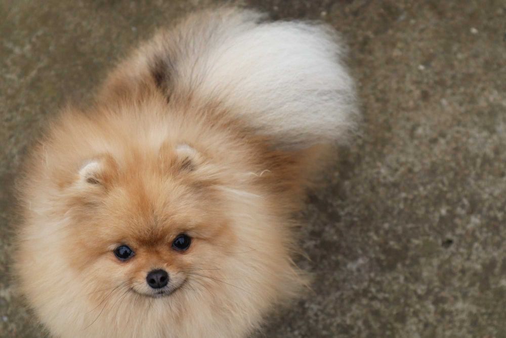 Миниатюрно момиченце померан с родословие FCI