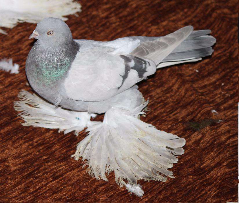 голуби игровыееее