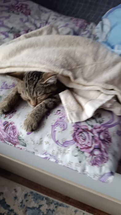 Манюня ищет семью.